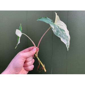 Syngonium podophyllum albo variegata Ableger