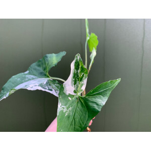 Syngonium podophyllum albo variegata Ableger