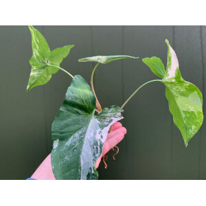 Syngonium podophyllum albo variegata Ableger