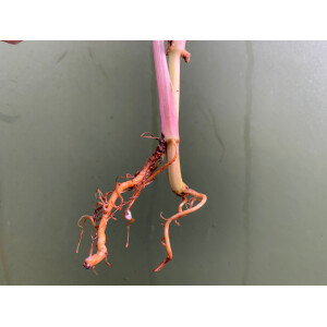 Syngonium podophyllum albo variegata Ableger