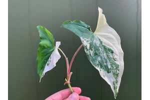 Syngonium podophyllum albo variegated Cutting