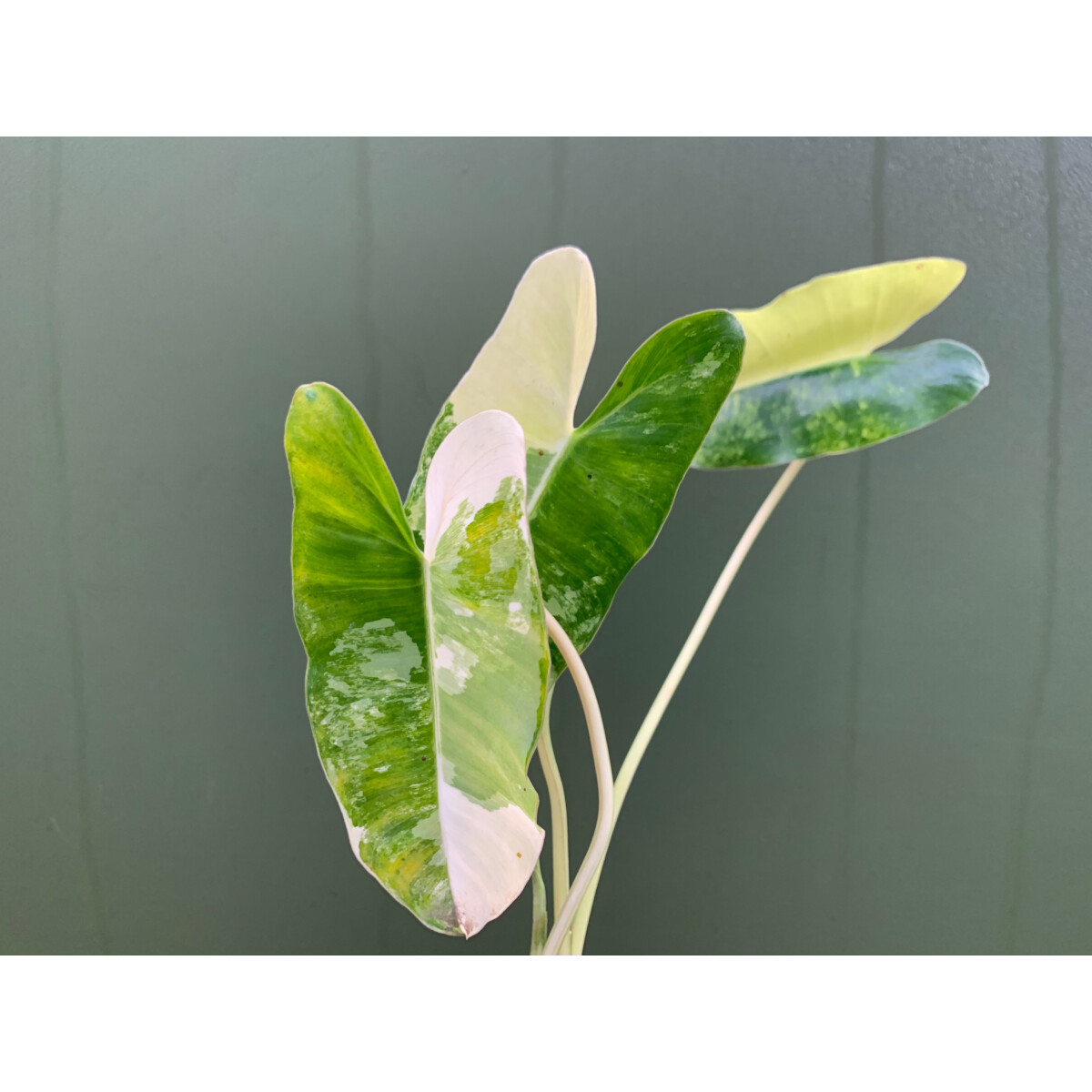 Philodendron Burle Marx Variegata Ableger Rarität