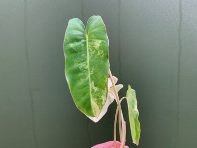 Philodendron Burle Marx Variegata Ableger/Cutting Rarität