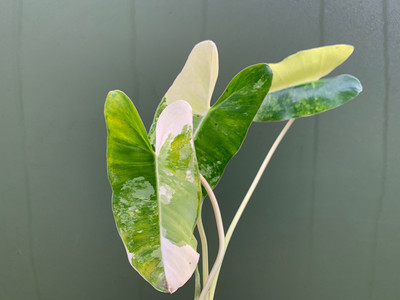 Philodendron Burle Marx Variegata Cutting