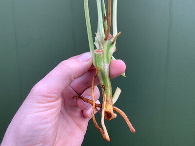 Philodendron Burle Marx Variegata Cutting rarity