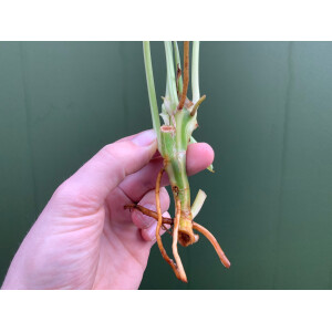 Philodendron Burle Marx Variegata Cutting rarity