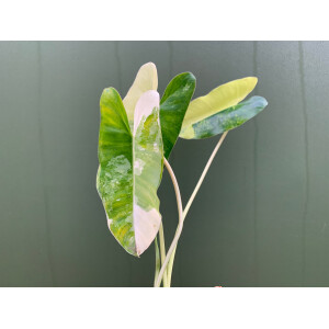 Philodendron Burle Marx Variegata Cutting rarity