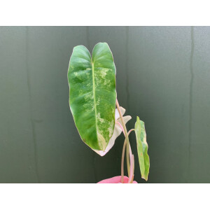 Philodendron Burle Marx Variegata Cutting rarity