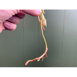 Philodendron Burle Marx Variegata Cutting rarity