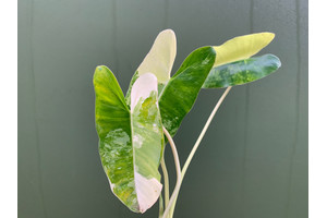 Philodendron Burle Marx Variegata Cutting