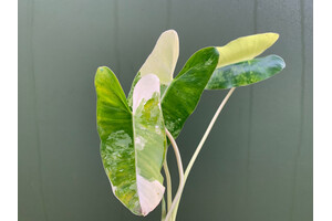 Philodendron Burle Marx Variegata Cutting rareza