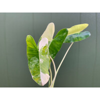 Philodendron Burle Marx Variegata Cutting rarity