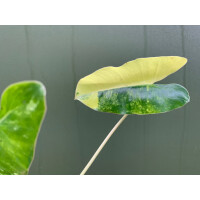 Philodendron Burle Marx Variegata Cutting rarity
