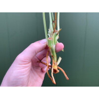 Philodendron Burle Marx Variegata Cutting rarity