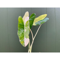 Philodendron Burle Marx Variegata Cutting rarity