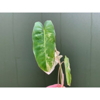 Philodendron Burle Marx Variegata Cutting rarity