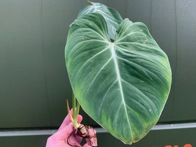 Philodendron gloriosum Cutting