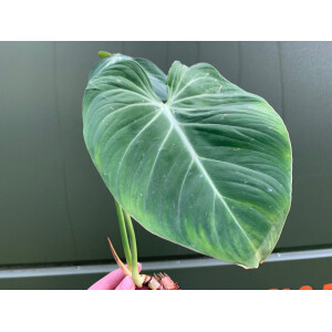 Philodendron gloriosum Ableger