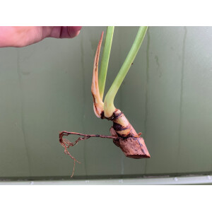 Philodendron gloriosum Ableger