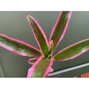 Neoregelia pink pointed NEU