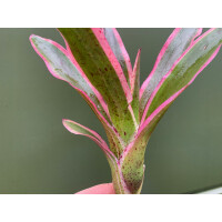 Neoregelia pink pointed NEU