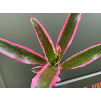 Neoregelia pink pointed NEU