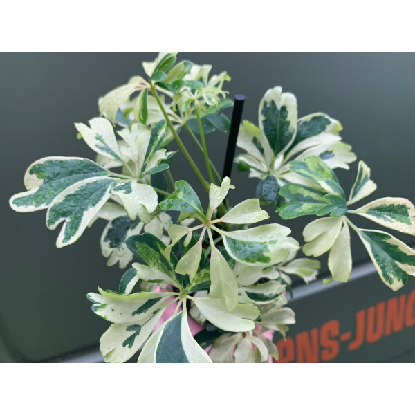 Schefflera variegata