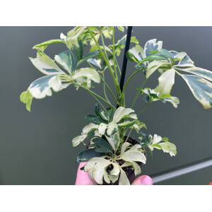 Schefflera variegata