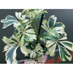 Schefflera variegata