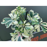 Schefflera variegata