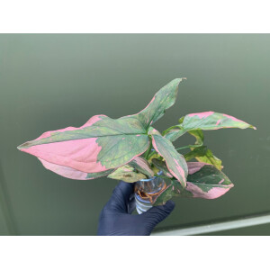 Syngonium Pink Splash