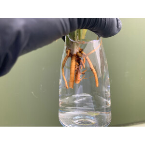 Syngonium Pink Splash