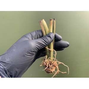 Caladium Fancy Leave Knolle