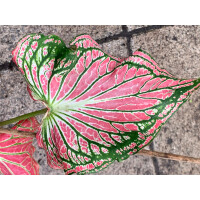 Caladium Fancy Leave Knolle