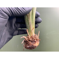 Caladium Fancy Leave Knolle