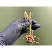 Caladium Fancy Leave Knolle