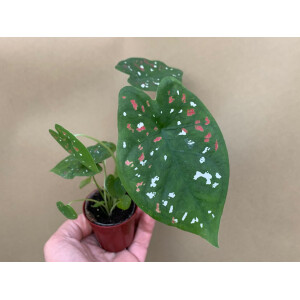 Caladium bicolor 