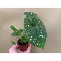 Caladium bicolor 