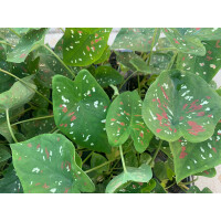 Caladium bicolor 
