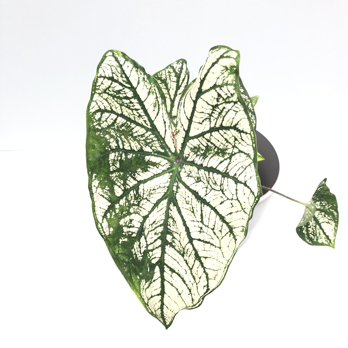 Caladium White Christmas Knolle