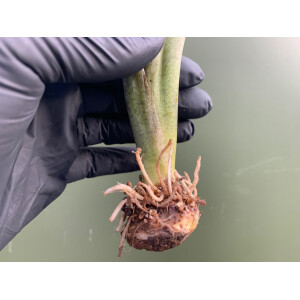 Caladium White Christmas Knolle