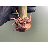 Caladium White Christmas Knolle