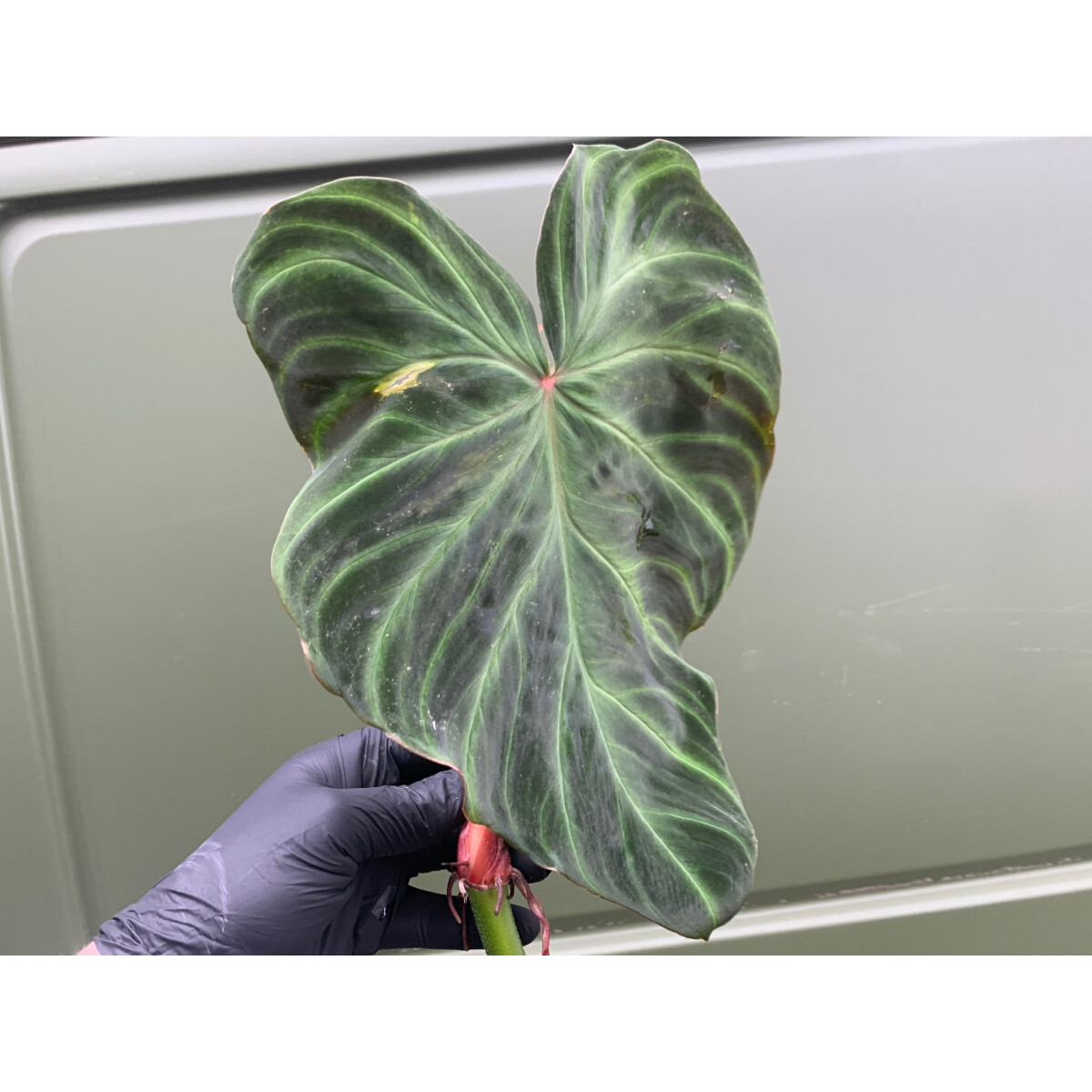 Philodendron verrucosum Ableger