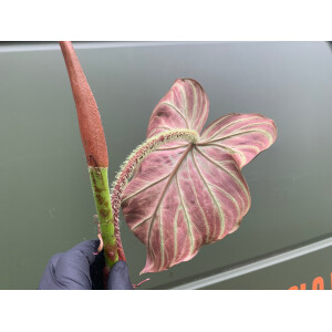 Philodendron verrucosum  Cutting