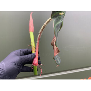 Philodendron verrucosum  Cutting