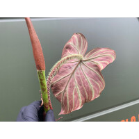 Philodendron verrucosum  Cutting