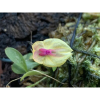 Lepanthes leporina