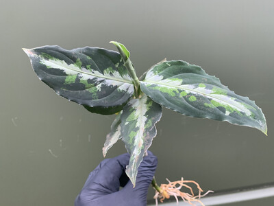 Aglaonema pictum tricolor