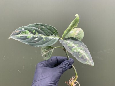 Aglaonema pictum tricolor