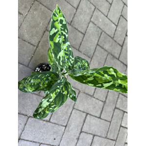 Aglaonema Pictum Tricolor